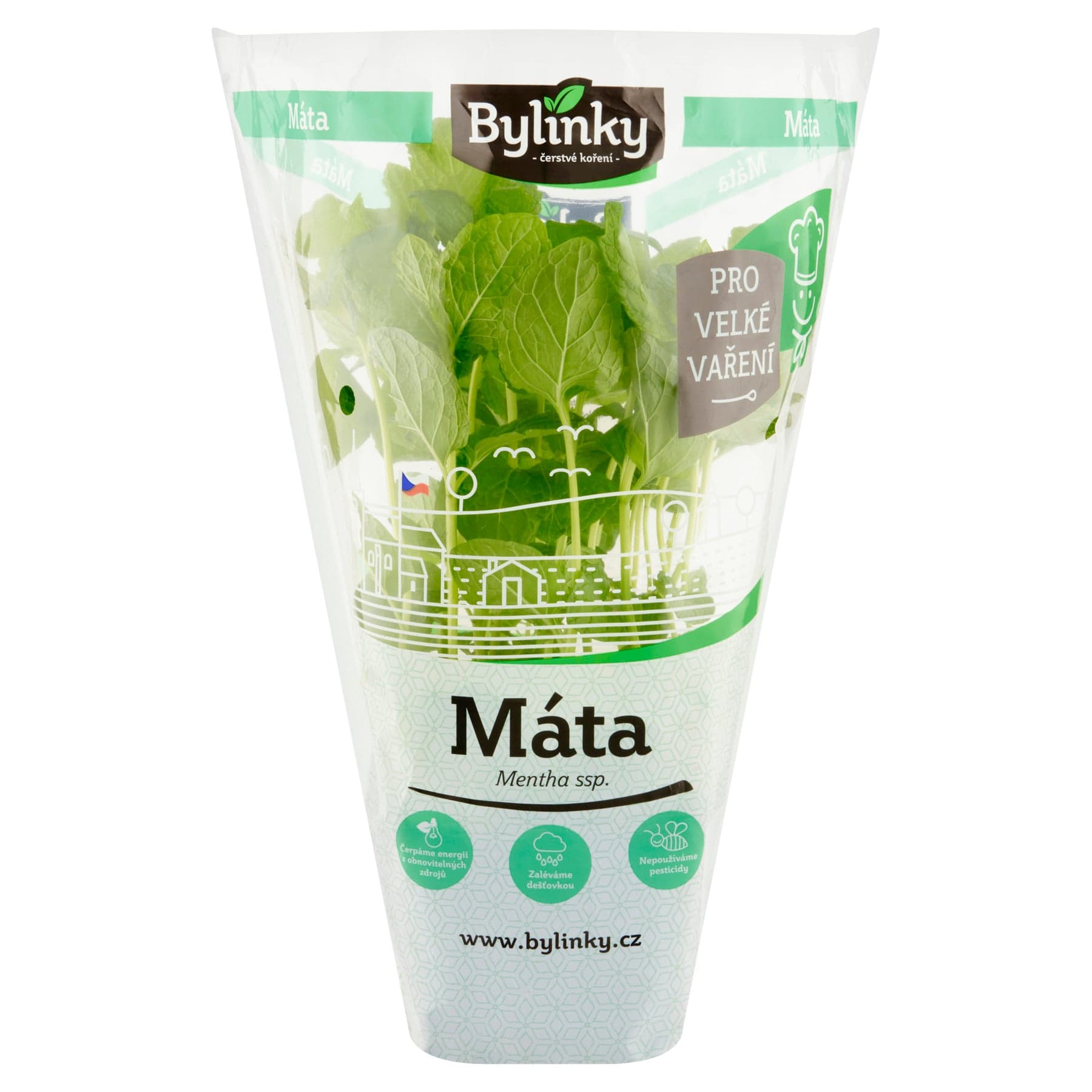 Máta v květináči XXL (Pro velké vaření)