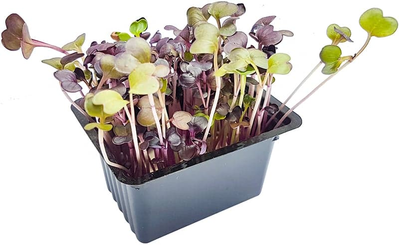 Microgreens – ředkvička, vanička