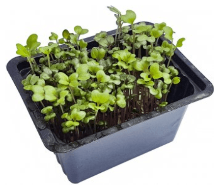 Microgreens – pikantní hořčice, vanička