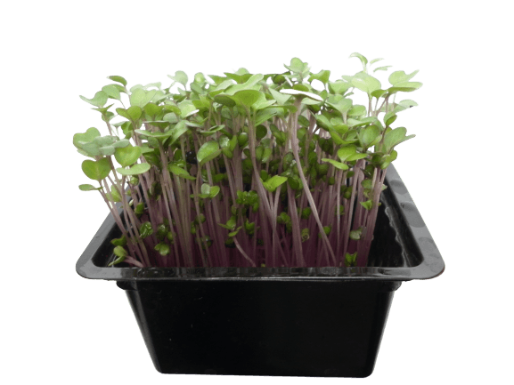 Microgreens – růžový kedluben, vanička