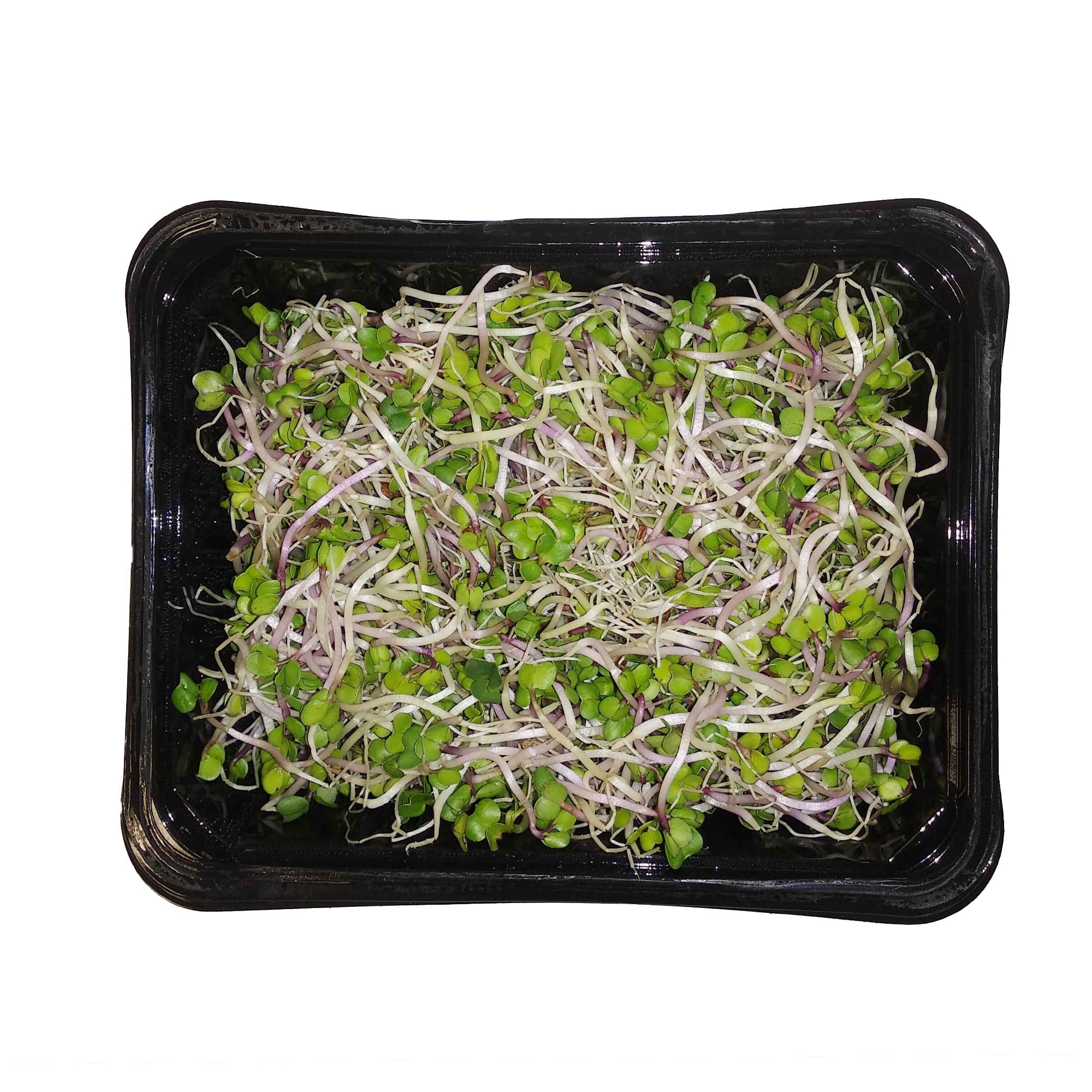 Klíčky čínské ředkvičky (China Rose sprouts), vanička