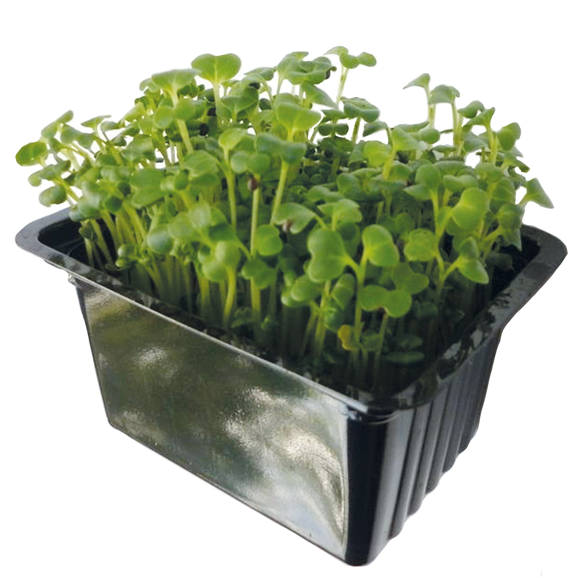 Microgreens – Komatsuna zelená, vanička