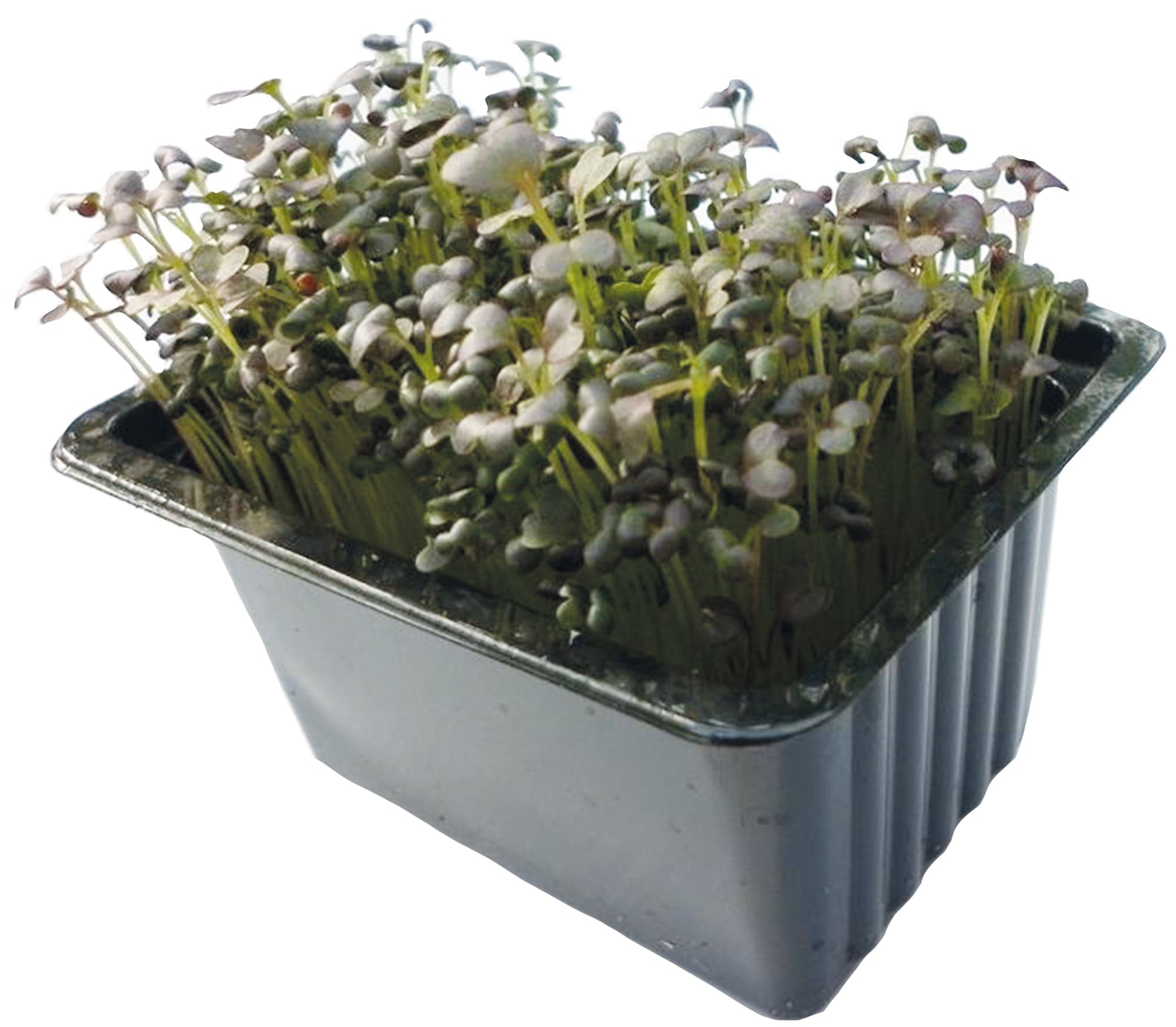 Microgreens – Mizuna červená, vanička