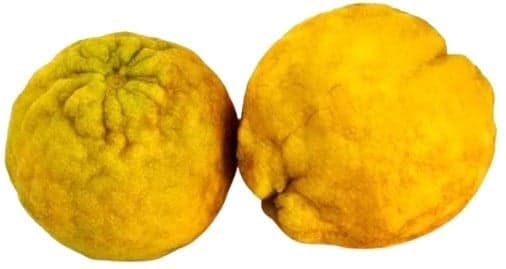 Bergamot 1 ks
