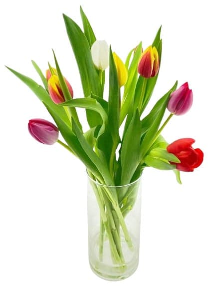 Tulipány mix barev