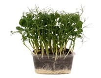 METRO Chef Microgreens - Hrášek setý 1 ks