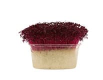 METRO Chef Microgreens - Laskavec krvavý 1 ks