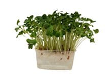 METRO Chef Microgreens - Ředkvička Daikon 1 ks