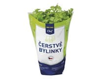 METRO Chef Koriandr "Velký" v kelímku 1 ks