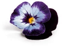 Jedlé květy Viola mix 6 g