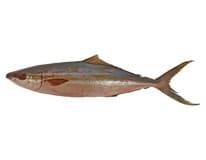 Kranas americký chlaz. cca 0,8 - 1,3 kg