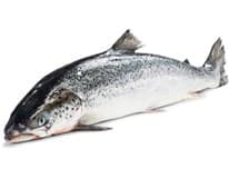 Losos chlaz. váž. cca 5 - 6 kg