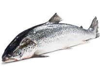 Losos obecný chlaz. cca 6 - 7 kg