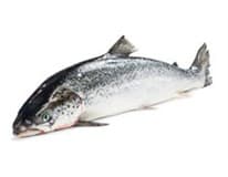 Losos obecný chlaz. váž. cca 6 - 7 kg