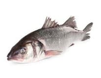 Vlk mořský kuchaný chlaz. váž. cca 1 - 2 kg