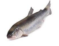 Siven arktický kuchaný ASC chlaz. váž. cca 1 kg+