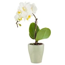Phalaenopsis mini keramický květináč 6 cm