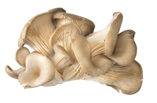 Hlíva ústřičná balená 150g