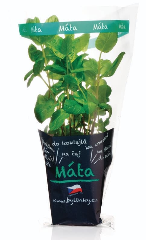 Máta v květináči 1 ks