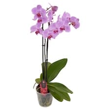 Phalaenopsis květináč 2 stonky 12 cm