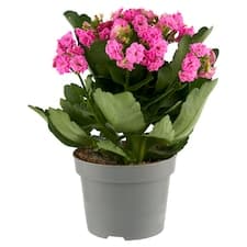 Goodie Kalanchoe květináč 10,5 cm