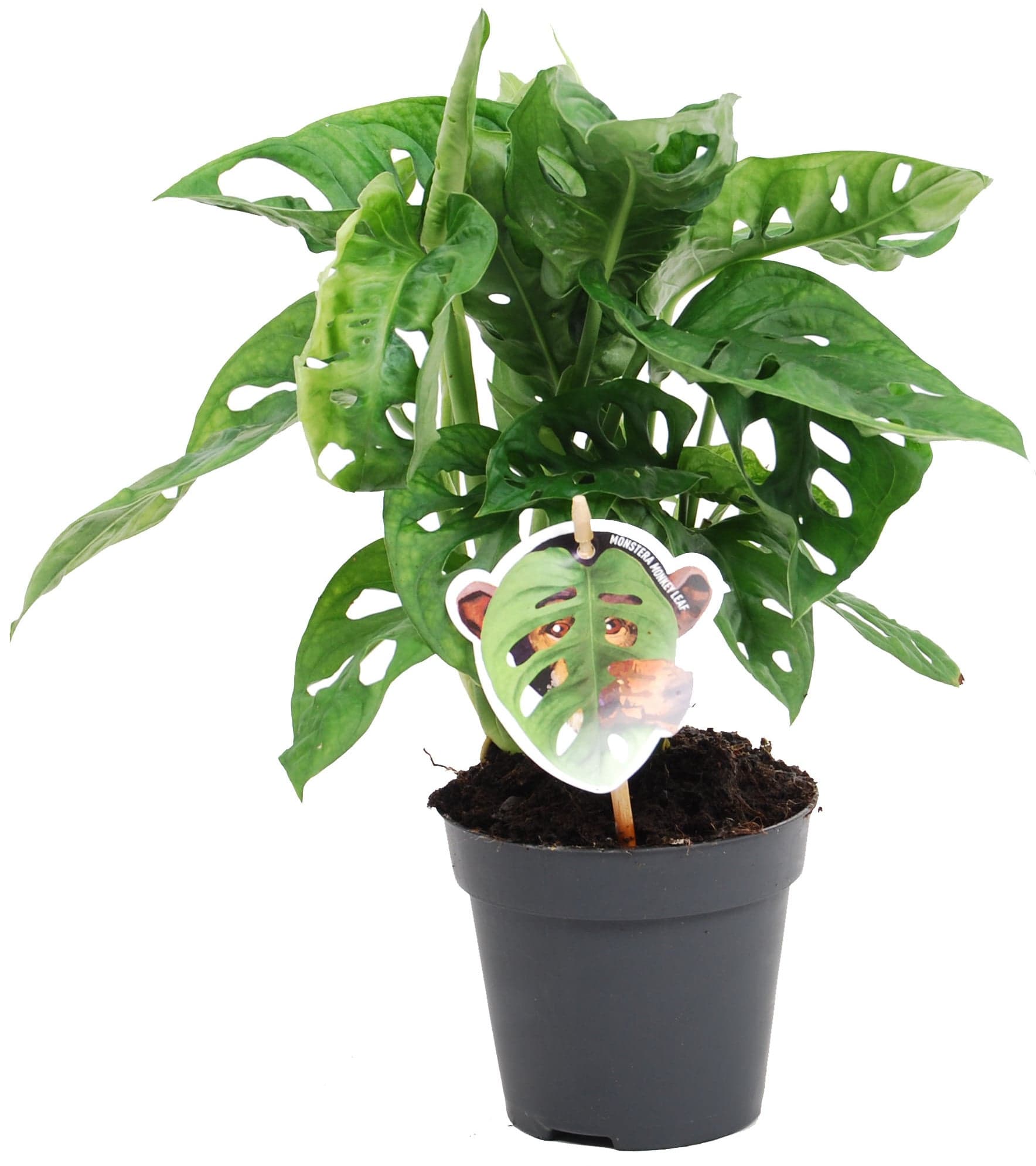 Monstera Ø květináče 12 cm