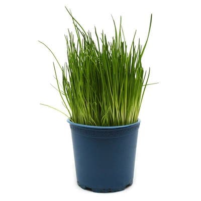 BIO Pažitka, květináč "13 cm"