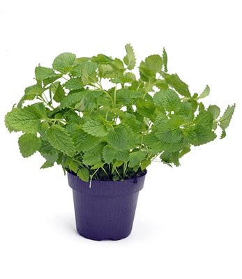 BIO Meduňka, květináč "13 cm"