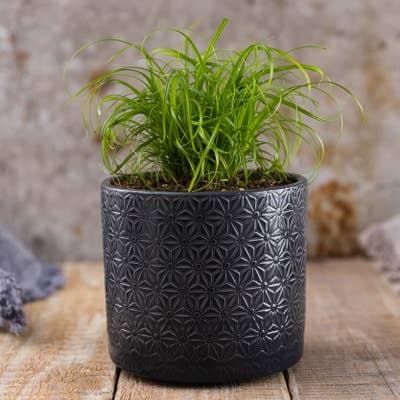 Kočičí tráva, průměr květináče 12cm