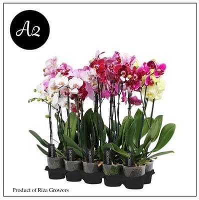 Orchidej Phalaenopsis 2 výhony průměr květináče 12cm / 1ks