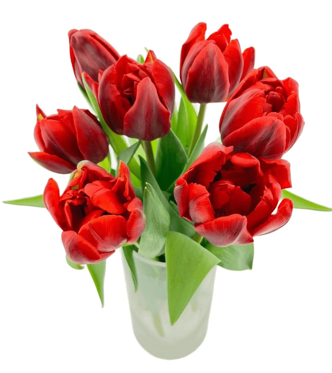 Tulipány červené prémiové