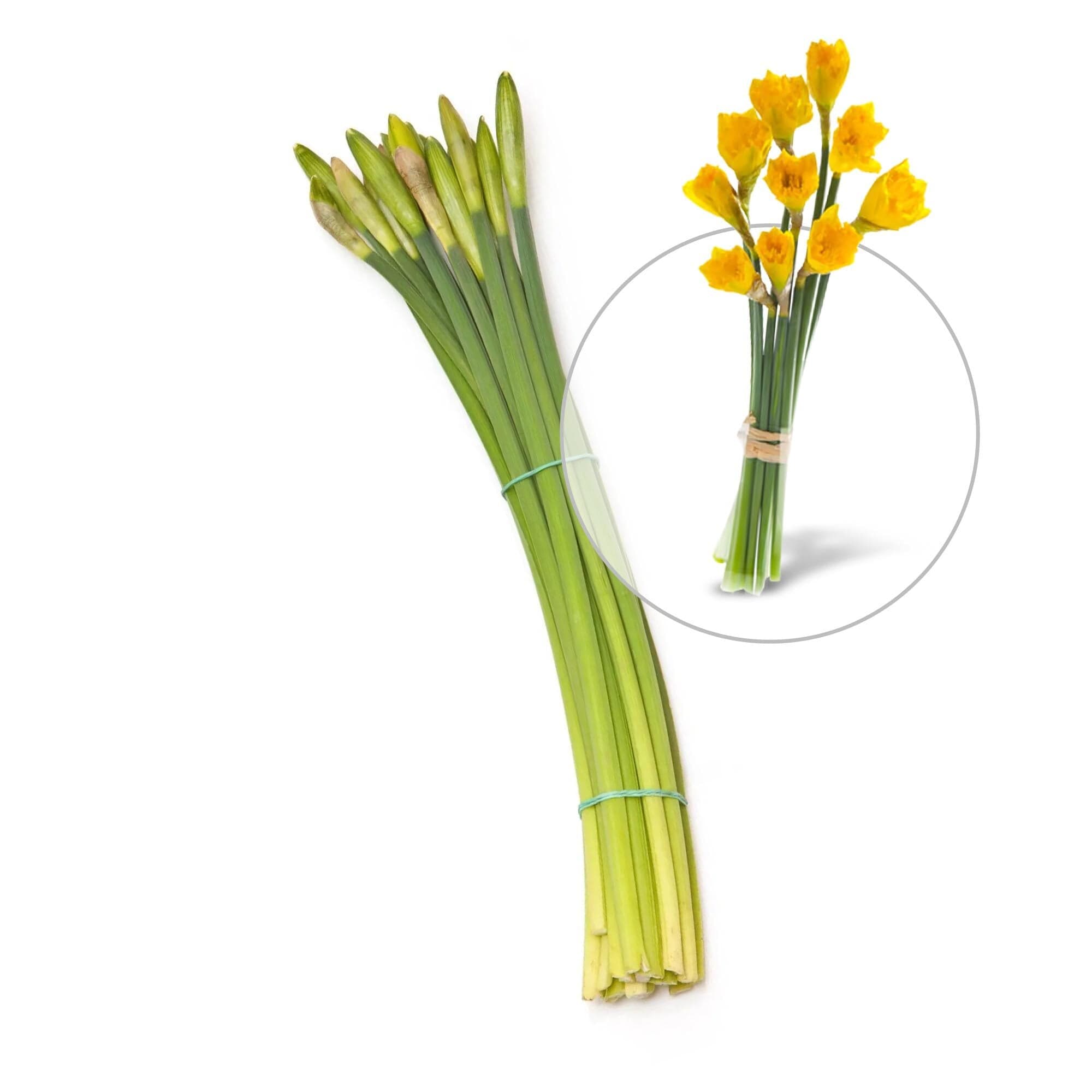 Narcisky (v poupatech - pro delší radost)