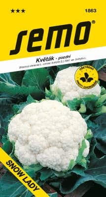 Semo Květák - pozdní - SNOW LADY