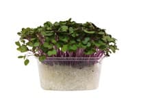 METRO Chef Microgreens - Kedluben růžový 1 ks