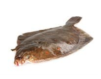 Platýs velký chlaz. váž. cca 400 - 700 g