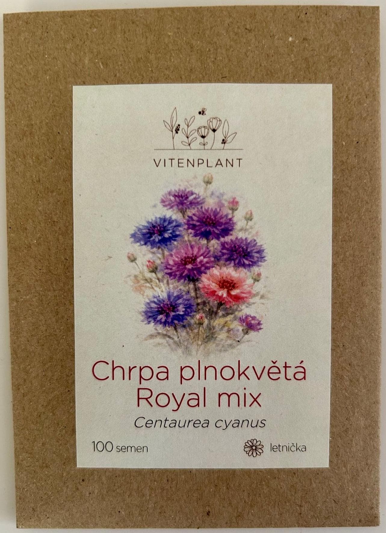 Vitenplant Chrpa velkokvětá, semínka