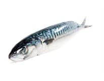 Makrela nekuchaná 200-400 g/ks mraž. 6 kg