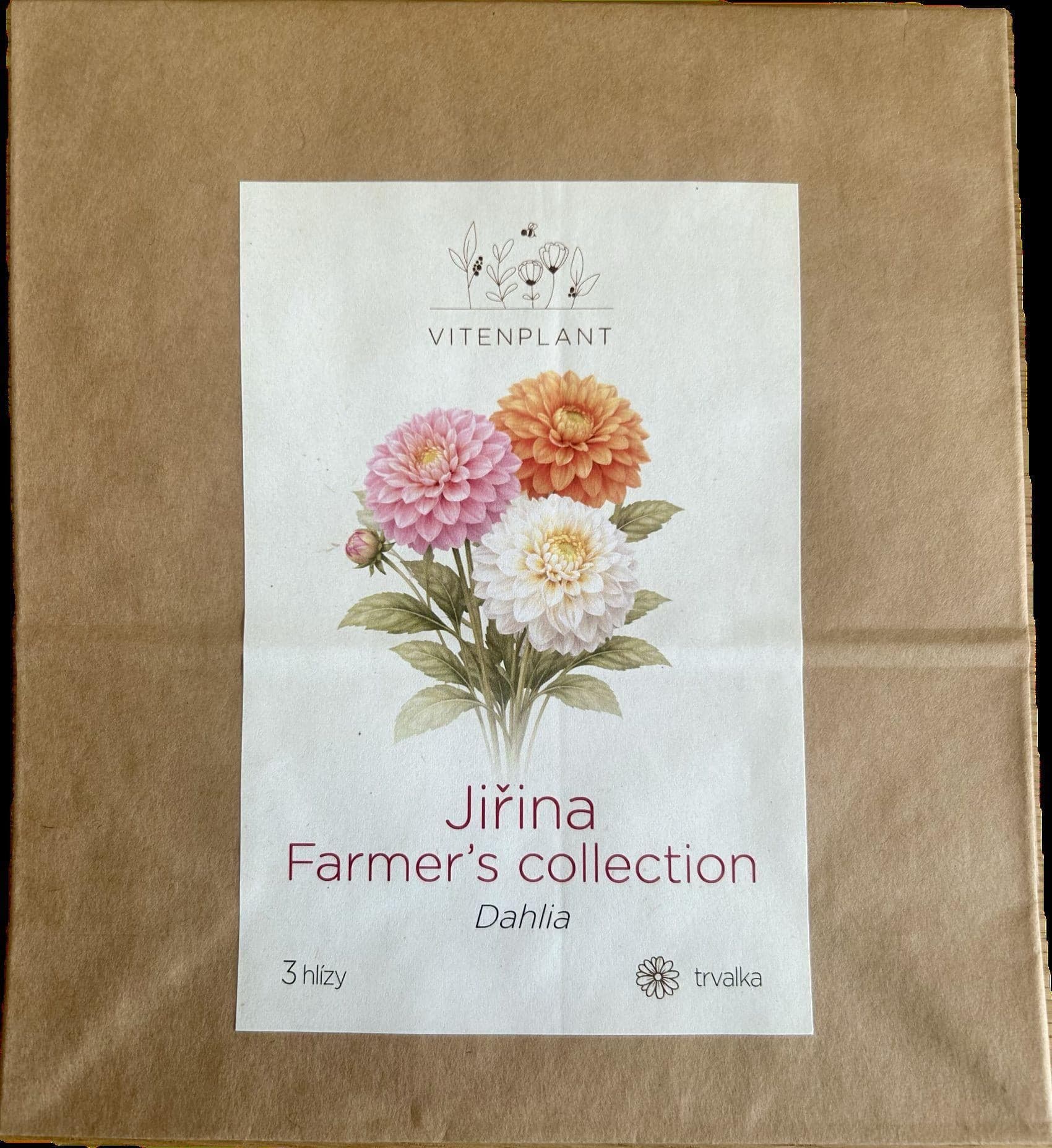 Vitenplant Jiřina mix barev, hlízy