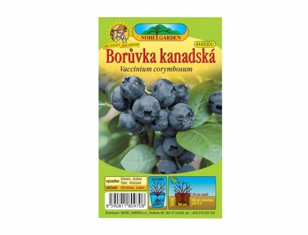 Borůvka kanadská, sazenice