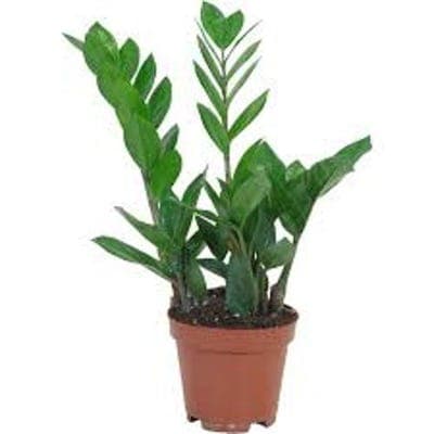 Zamioculcas, průměr květináče 12cm