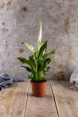 Lopatkovec - Spathiphyllum, průměr květináče 12cm