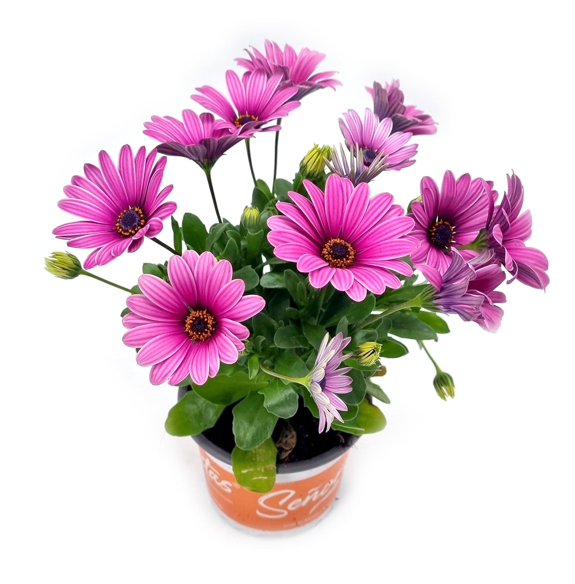 Modroočko "osteospermum" Ø květináče 10,5 cm