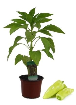 Sazenice - Paprika sladká bílá (odr. Amy), Ø květináče 9 cm