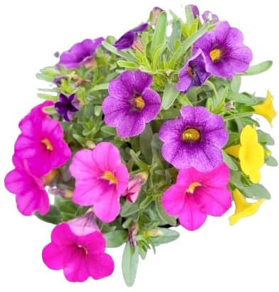 Calibrachoa trio Ø květináče 12 cm