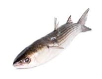 Cípal evropský nekuchaný chlaz. váž. cca 250 - 500 g