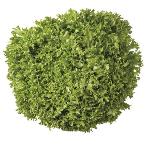 Salát Crispy zelený 1ks