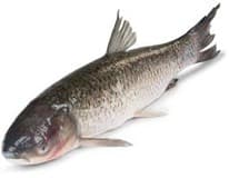 Amur bílý kuchaný chlaz. váž. cca 2 - 3 kg