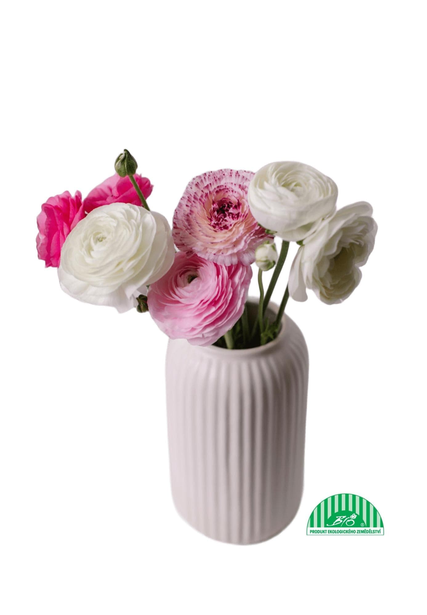 Vitenplant BIO Pryskyřníky "Candy mix"