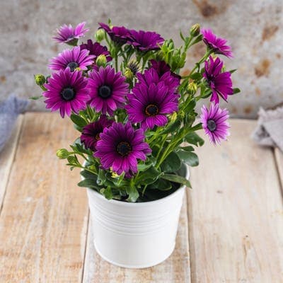 Osteospermum (paprskovka), průměr květináče 10,5 cm