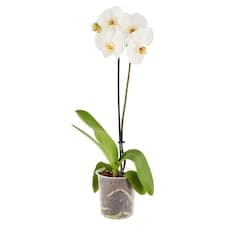 Phalaenopsis 1 stonek květináč 12 cm